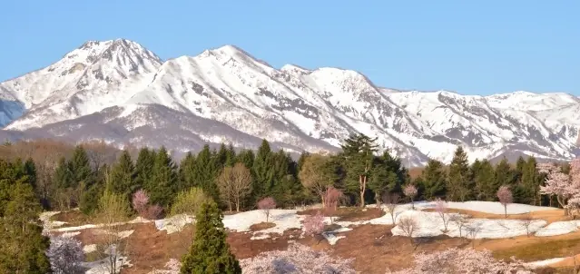 残雪の妙高山と満開の桜