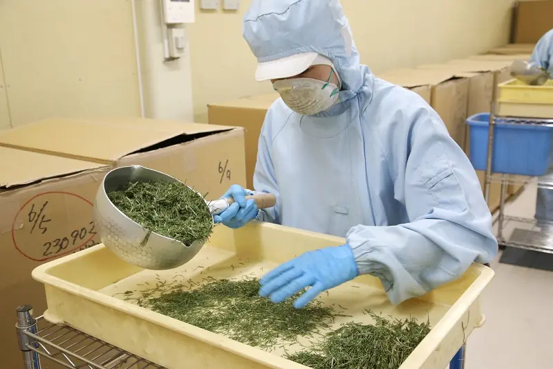 ユアラーゼ野草検品